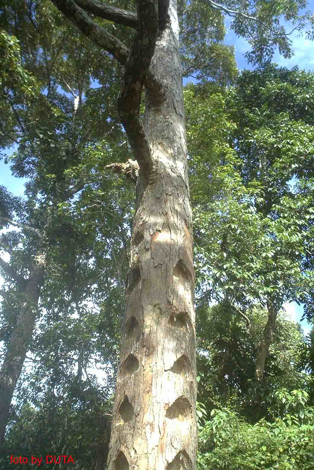 Perkebunan Damar atau Repong Damar Lampung Barat Radio 