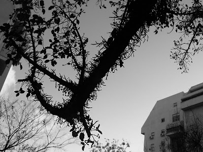 Ашкелон, фиговое дерево, инжир, черно-белое фото