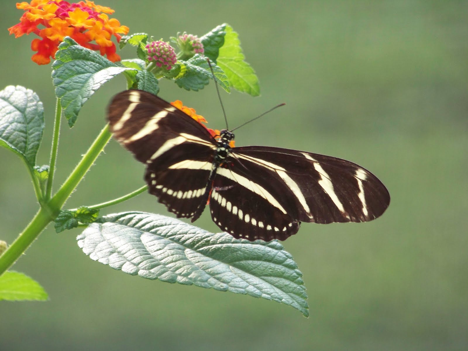 I Love My Garden Brookfield Zoo Butterfly Exhibit