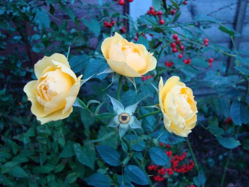 [yellow_roses.JPG]