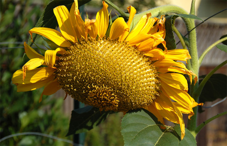 [Sunflower7-24-08.jpg]