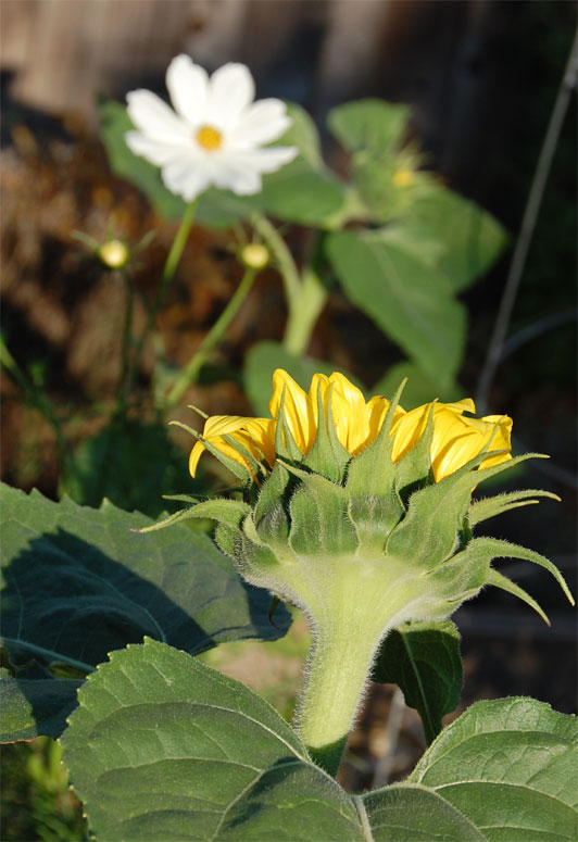 [sunflower9-9-08.jpg]
