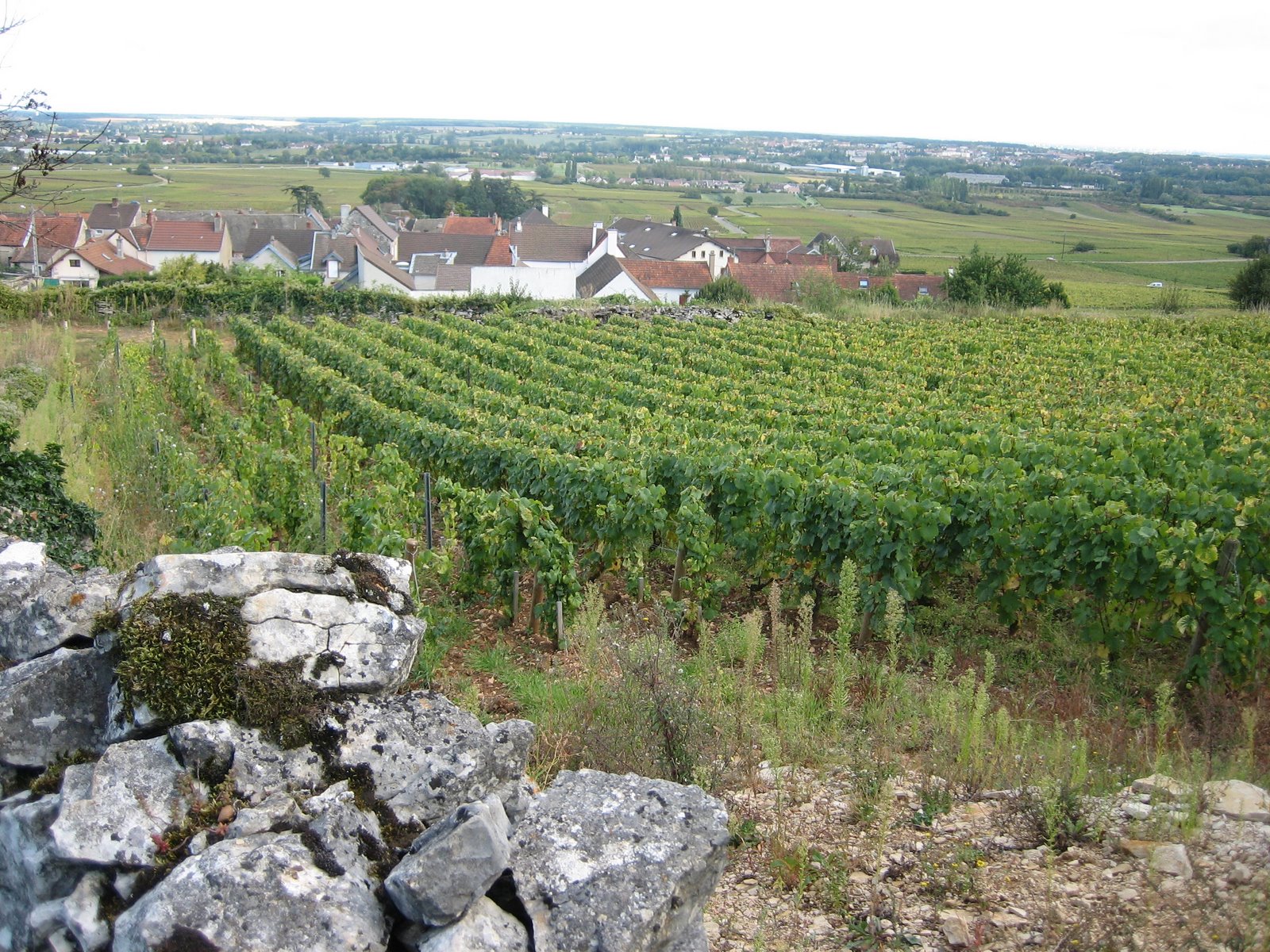 [View+from+the+hill+above+Chassagne-Montrachet.jpg]