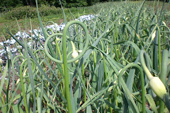 The Garlic Scape