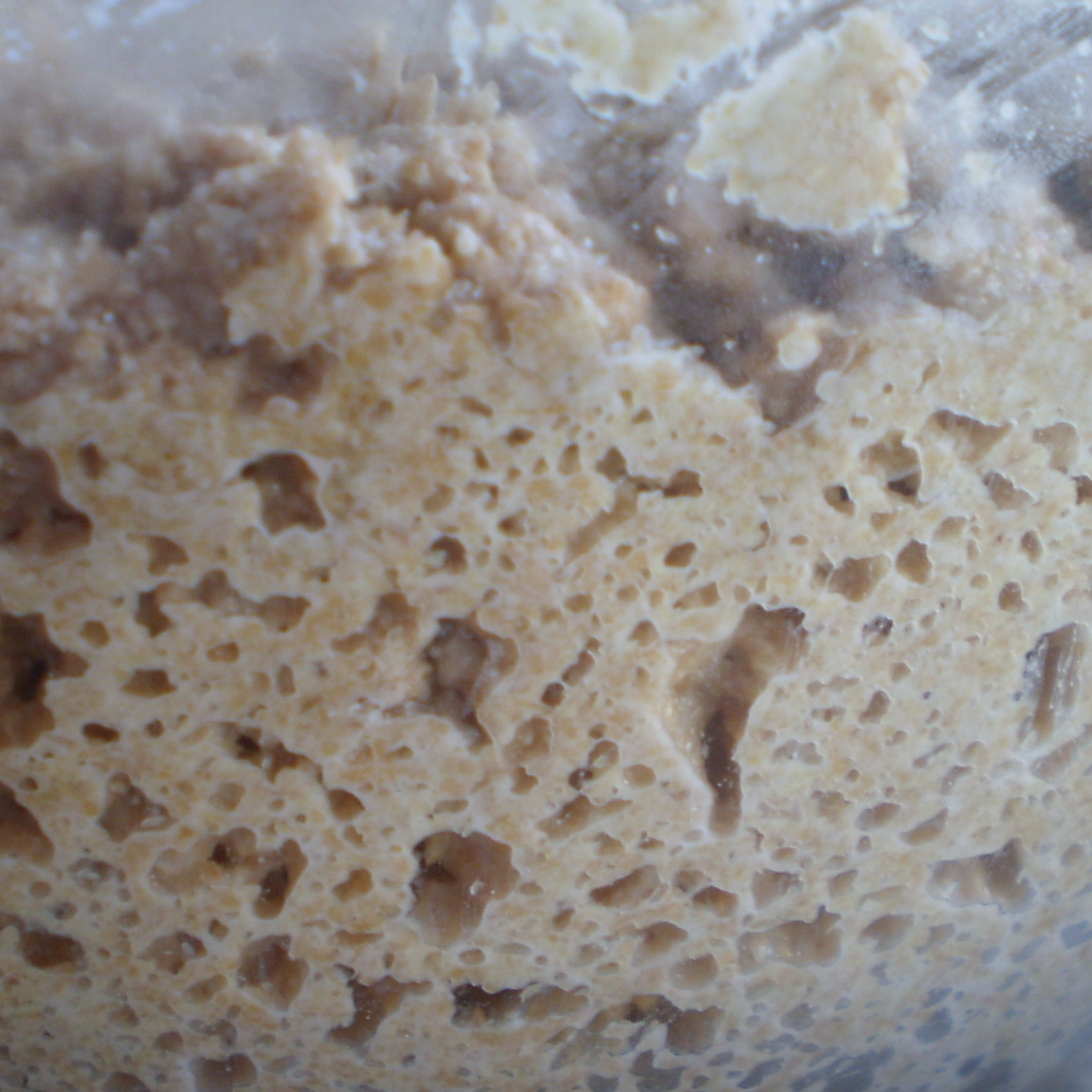 [naturally+yested+sourdough+whole+wheat.jpg]