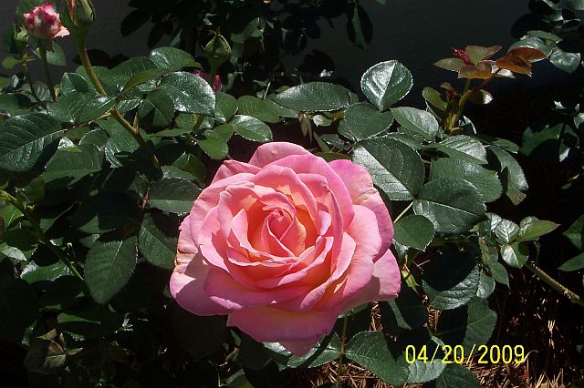 [Unknown+pink+rose+ARS+04-20-09.jpg]