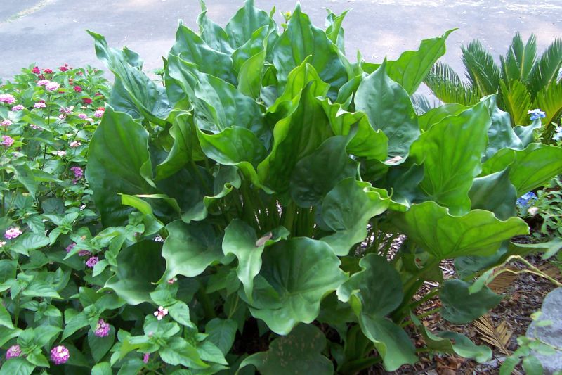 Davy�s Louisiana Gardening Blog Lush Tropical Foliage