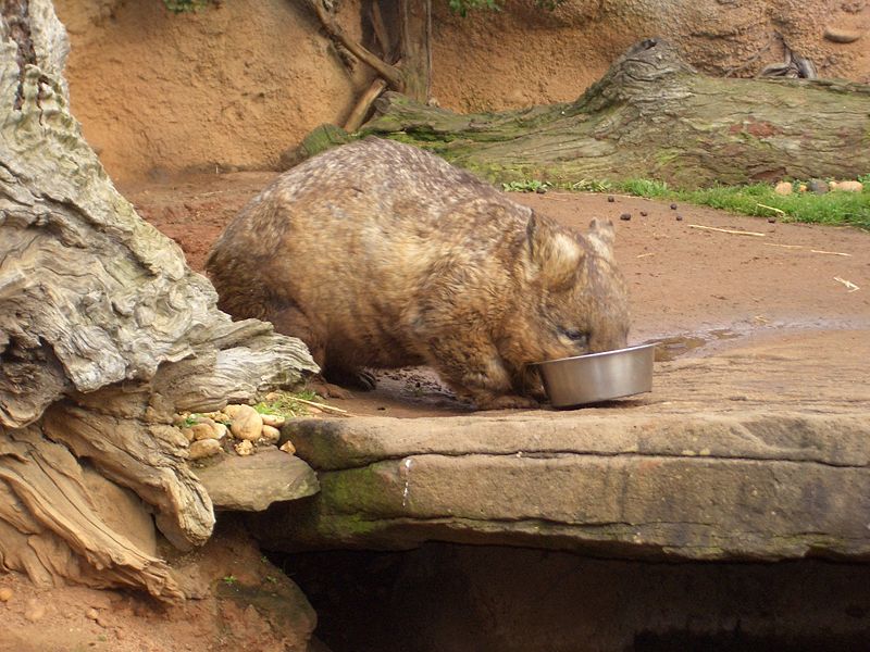 [giant-wombat.jpg]