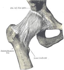 Capsular Pattern Of Hip