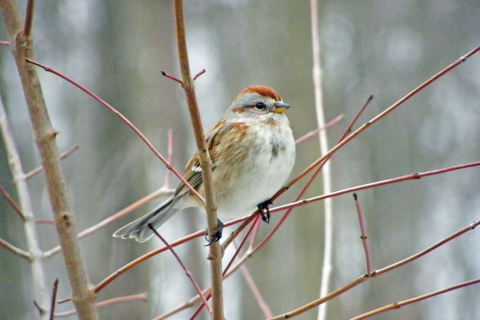 [Tree+Sparrow.jpg]