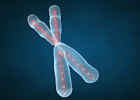 Un des 23 chromosomes et son ADN. Document 23andMe.