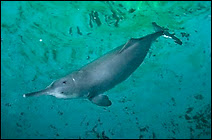 Un dauphin baiji, l'un des rares en captivité. Ce mammifère dont l'espèce s'est peut-être éteinte, est étudié en CHine, au Centre de Recherche sur la Biodiversité Aquatique et la Conservation des Ressources (IHB) sous tutelle de l'Académie des Sciences chinoise. Document Wang Ding/IHB.