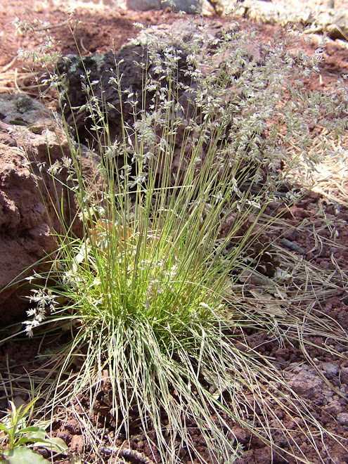 I love the desert grasses and slender plants some call 'weeds'...