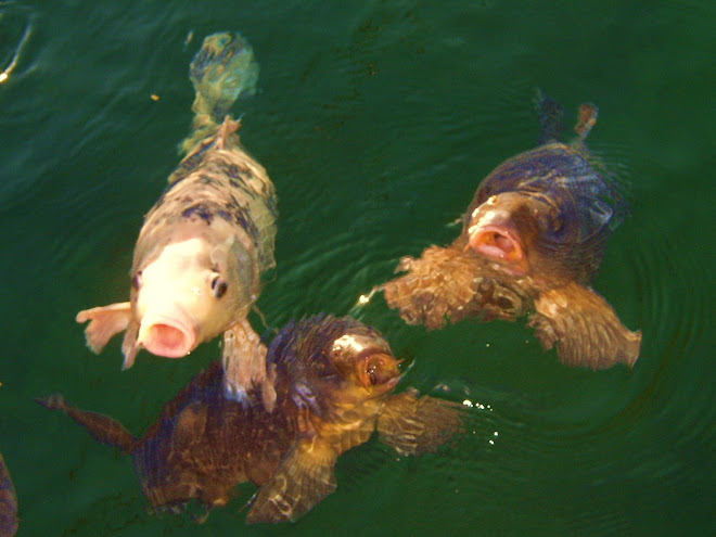 A NUMBER OF HUNGRY CARP - KATHERINE'S LANDING.