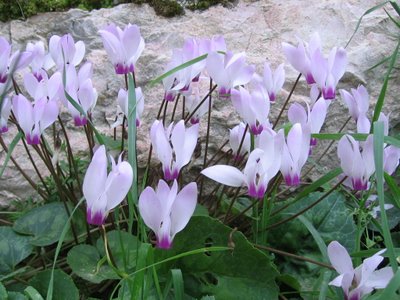 If you want to know more about holistic healing, CLICK THESE CYCLAMEN, and reach