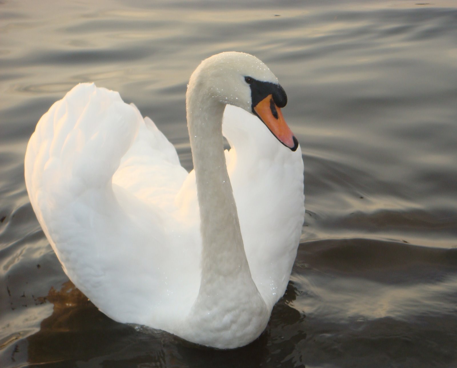 [Beauty+Swan.JPG]