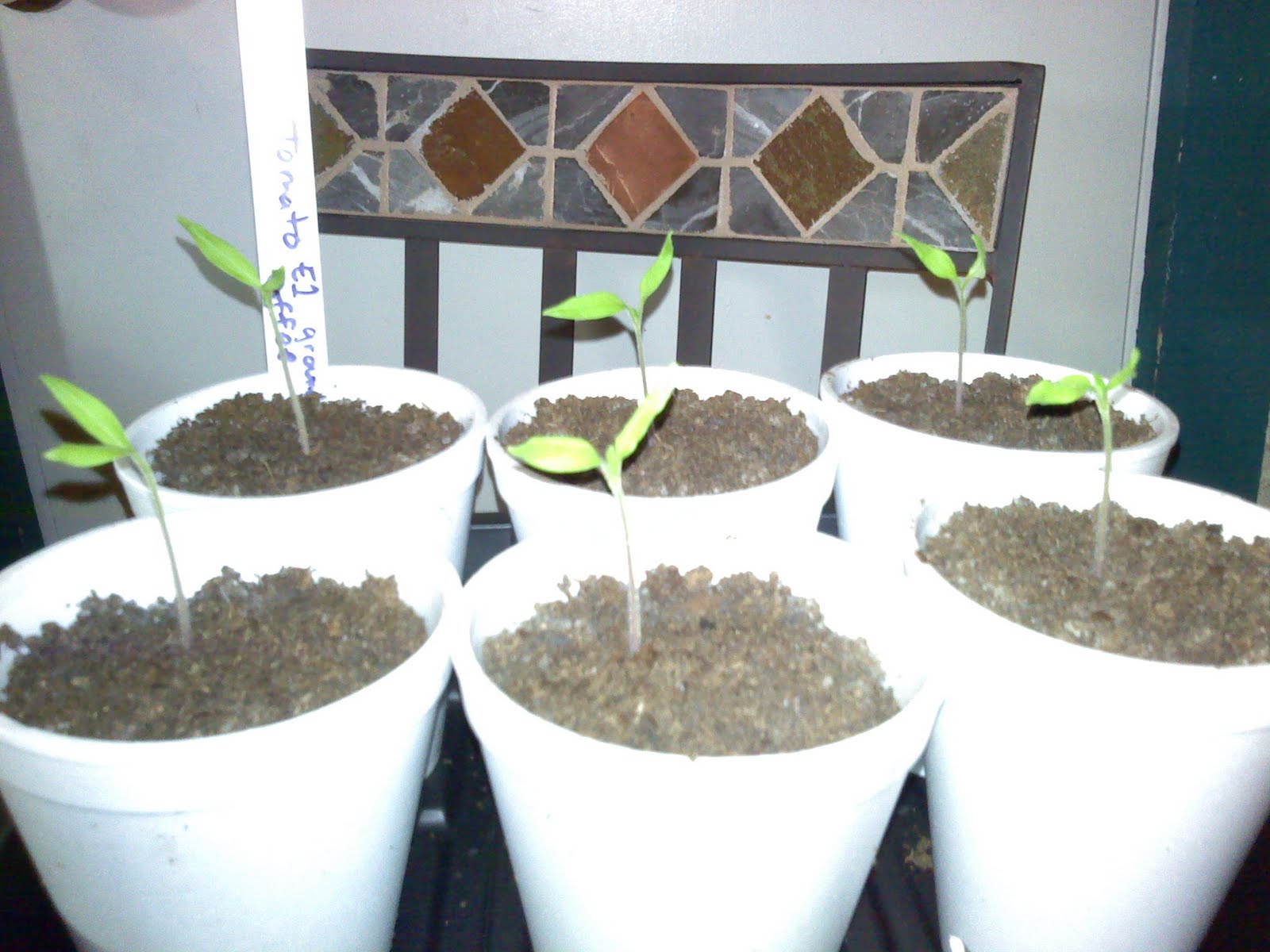 Caffeine Effects on Plants