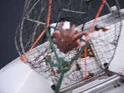 Crab Trap