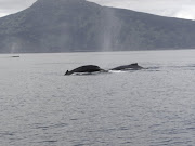 Whales