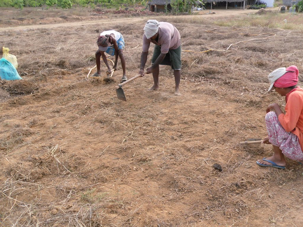 Farm, yeah: ragi crop - experiences