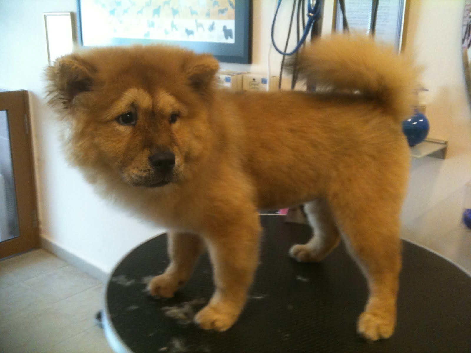 puppies and grooming