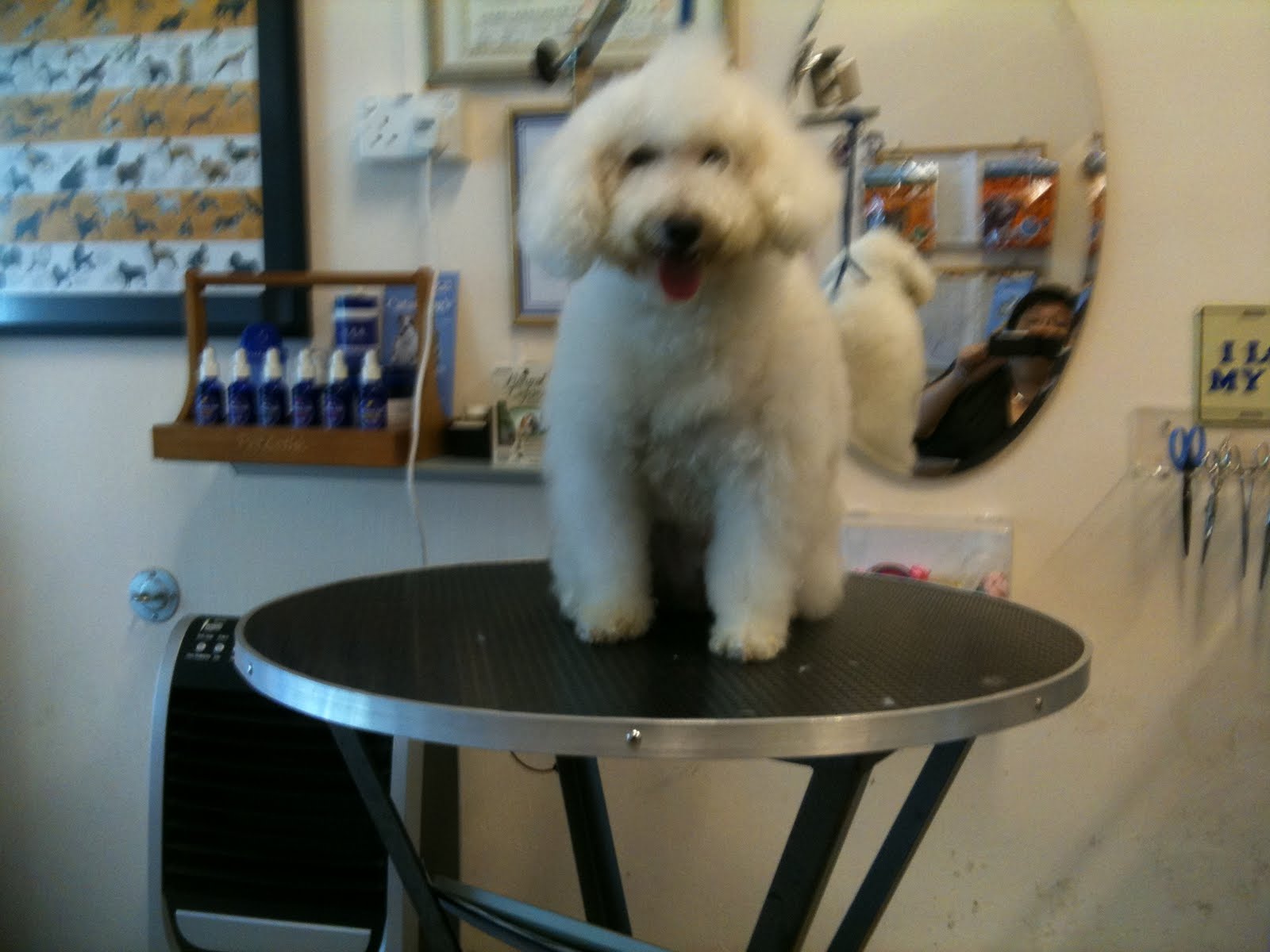 Yuko and Miki Maltese and Toy Poodle Our special doggies Mobile