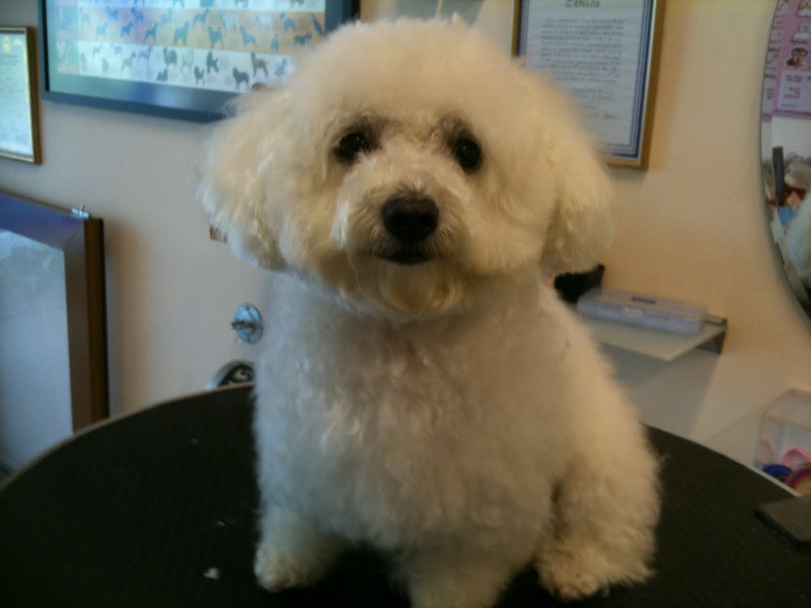 Yuko and Miki Maltese and Toy Poodle Our special doggies Mobile