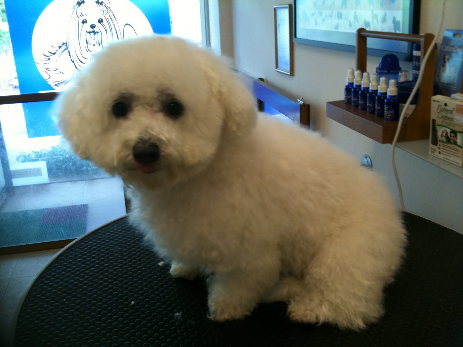 Yuko and Miki Maltese and Toy Poodle Our special doggies Mobile