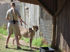 look! a cheeta