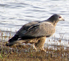 Oriental Honey Buzzard