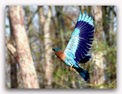 roller indian tadoba bird