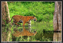 The Monsoon Magic...