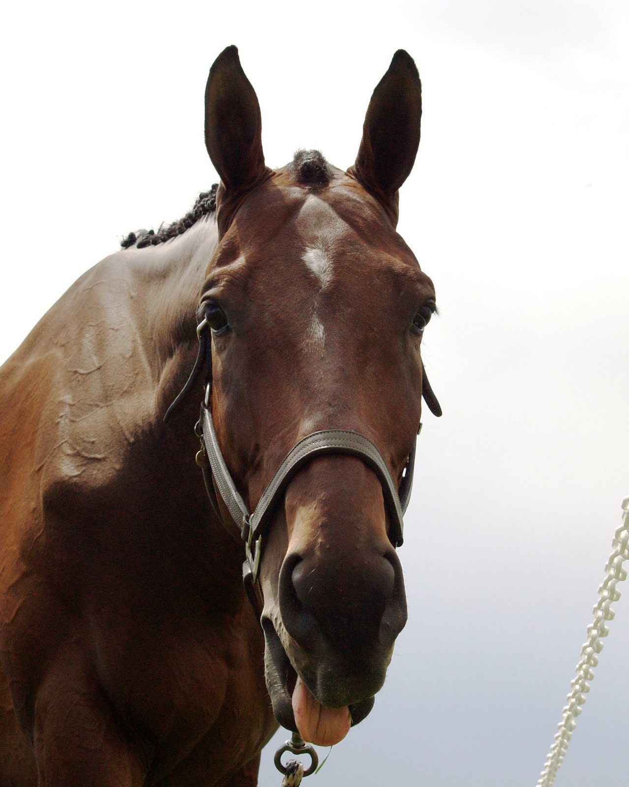 Enjoy the Ride Construction Zone Horse Show