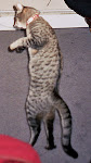 Learning to Walk