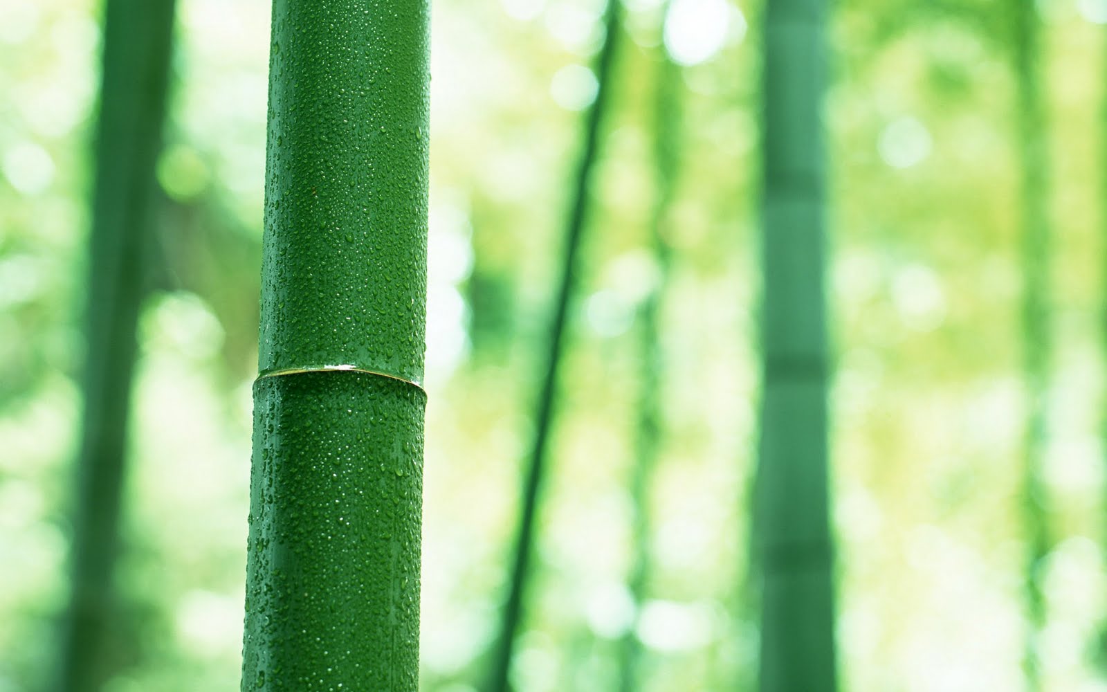 [bamboo+1920x1200-2(2).jpg]