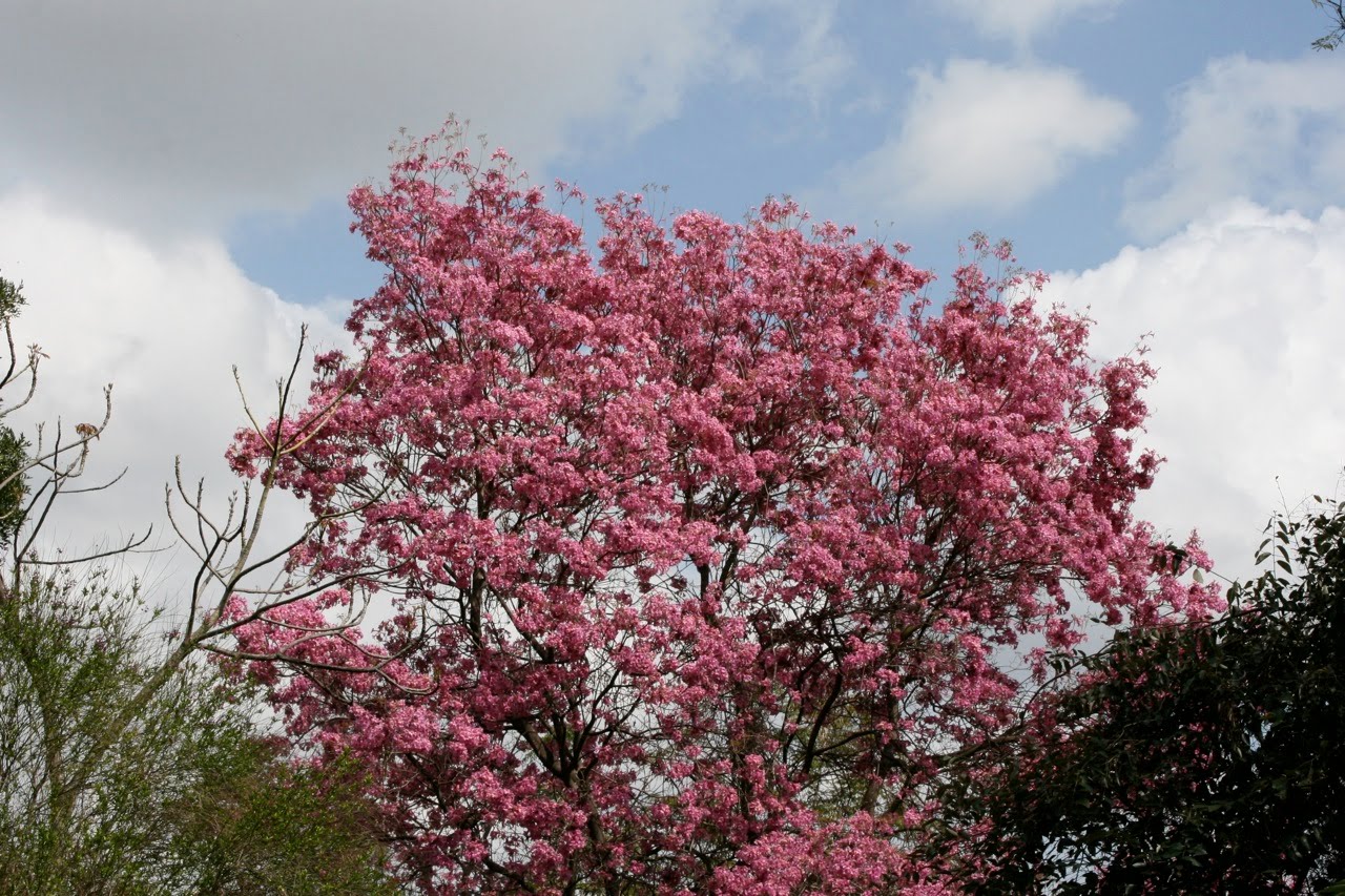 Pink tree blossom