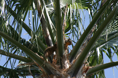Squirrel in palm tree in Burbank