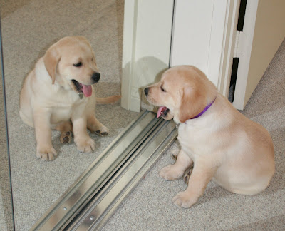 Cooper mirror image