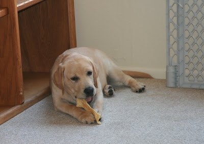 Cooper enjoying his chew