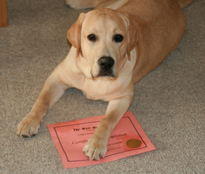 Cooper and his dog training certificate