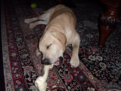 Pup enjoying his rawhide