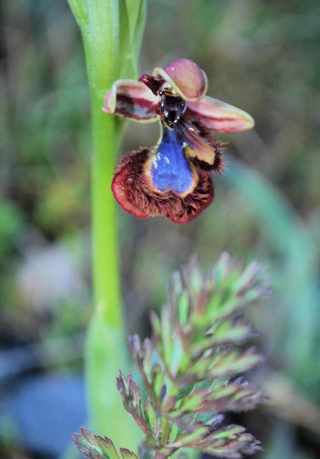 [Ophrys+speculum.jpg]