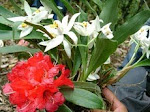RHODODENDRON OR LALIGURASH