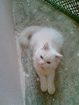 Snowie The Persian Cat