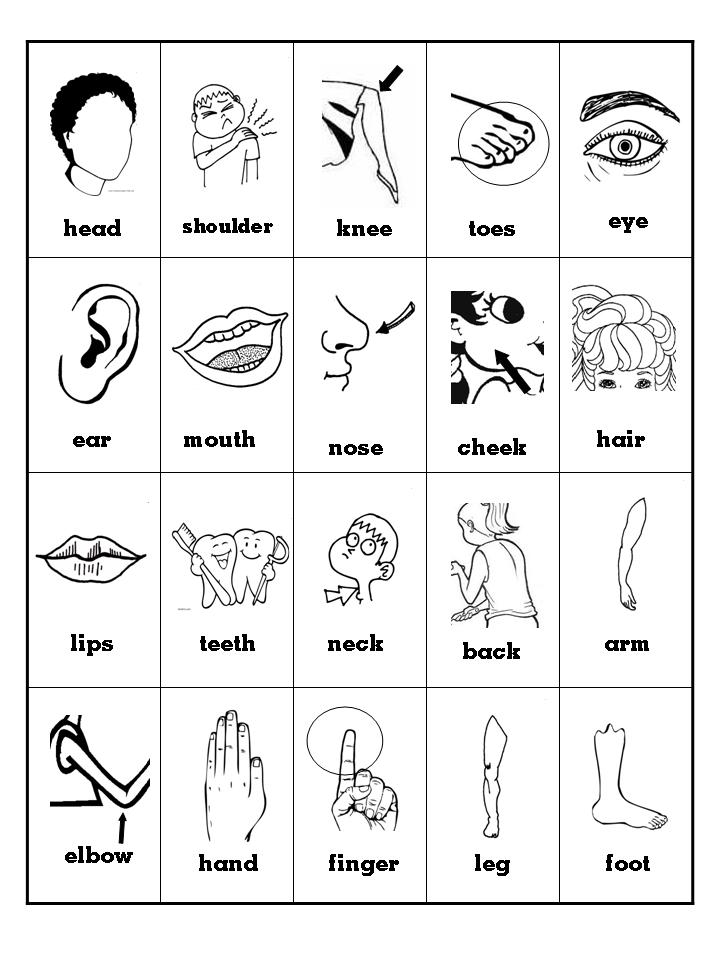 Clase de Inglés PARTS OF THE BODY Clase de Inglés PARTS OF THE BODY