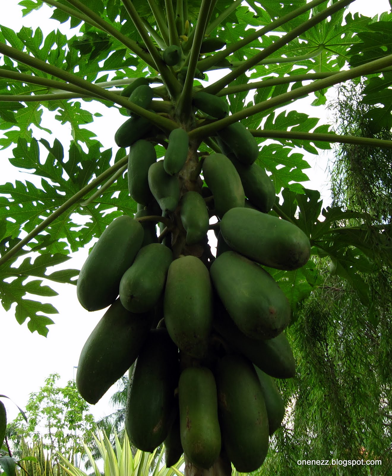 Onenezz How To Keep Papayas Within Reach