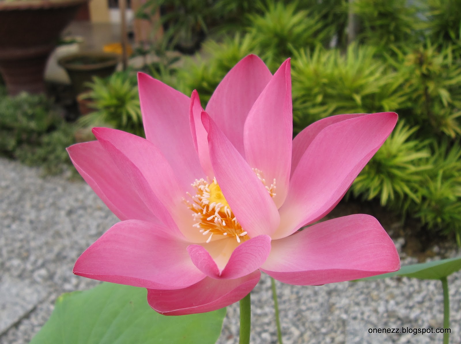 Onenezz Lotus's Opening Hours