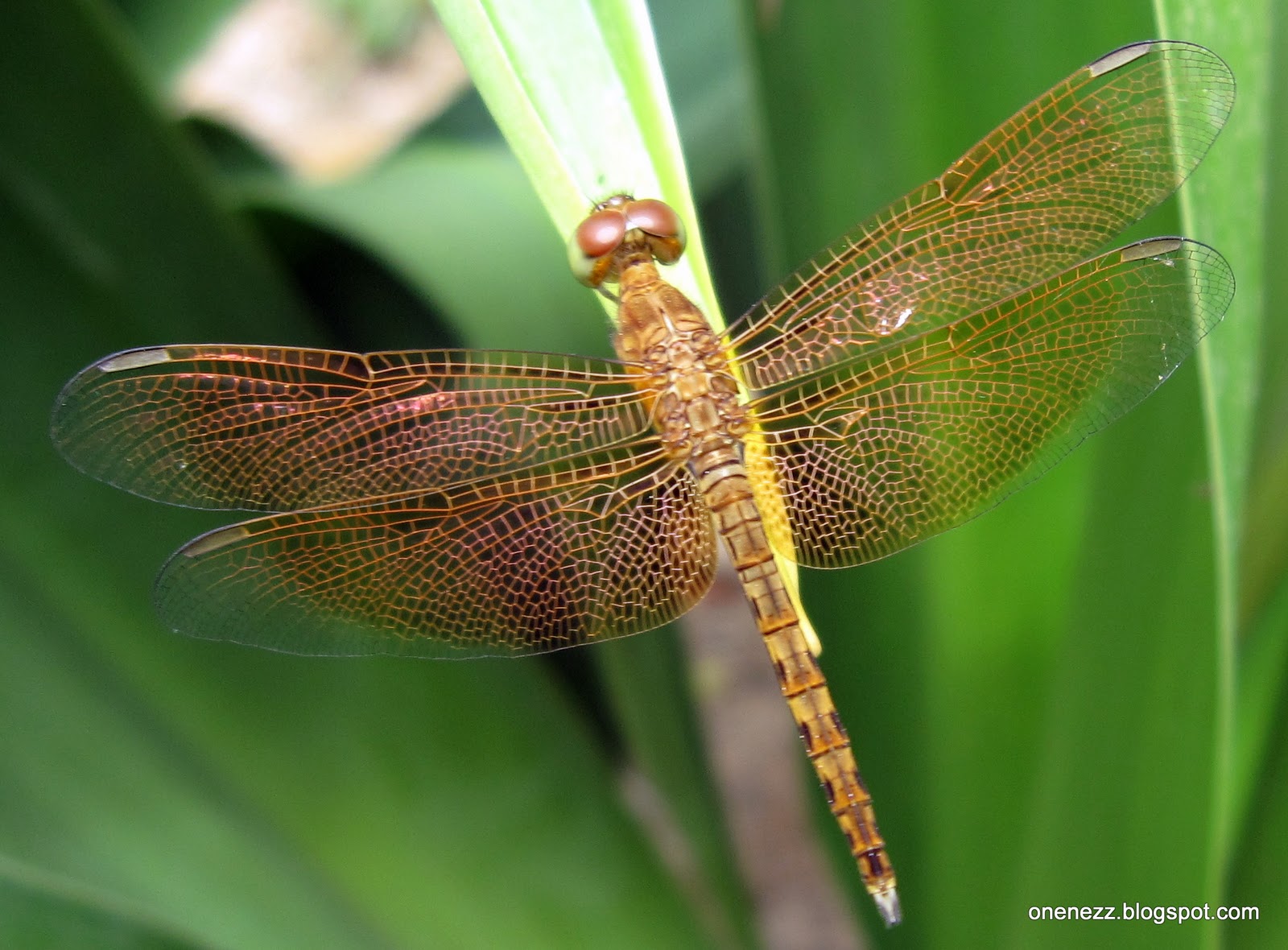 Tropical Nature Photos Dragonflies in Setia Alam Part 2