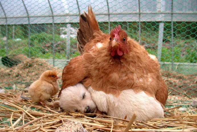 The hen who loves her puppy