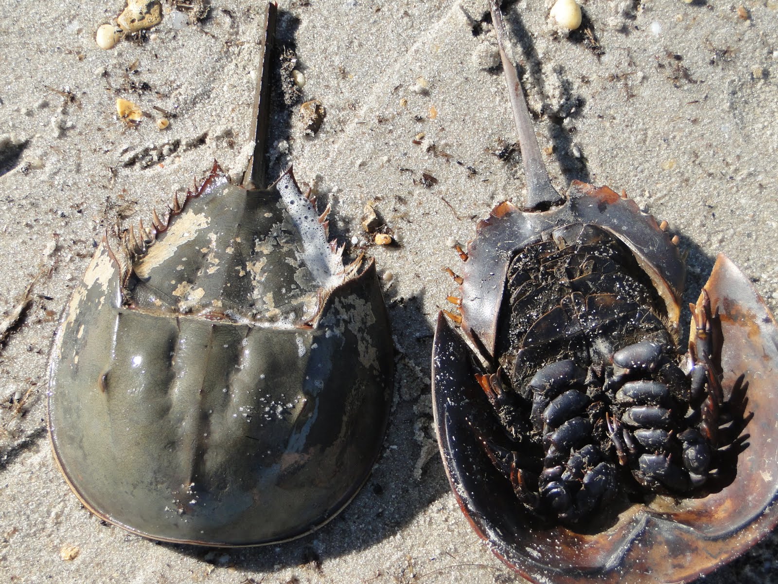 Fun and facts with kids horseshoe crabs with kids 